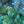 Load image into Gallery viewer, Waldbrunn Colorado Spruce