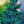 Load image into Gallery viewer, Waldbrunn Colorado Spruce - Spruce - Conifers