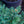 Load image into Gallery viewer, Waldbrunn Colorado Spruce