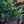 Load image into Gallery viewer, Waldbrunn Colorado Spruce