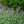 Load image into Gallery viewer, Walker's Low Catmint