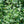 Load image into Gallery viewer, Walker's Low Catmint - Catmint - Perennials