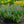 Load image into Gallery viewer, Walker's Low Catmint