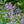 Load image into Gallery viewer, Walker's Low Catmint