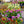 Load image into Gallery viewer, Wallflower