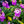 Load image into Gallery viewer, Wallflower