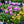 Load image into Gallery viewer, Wallflower
