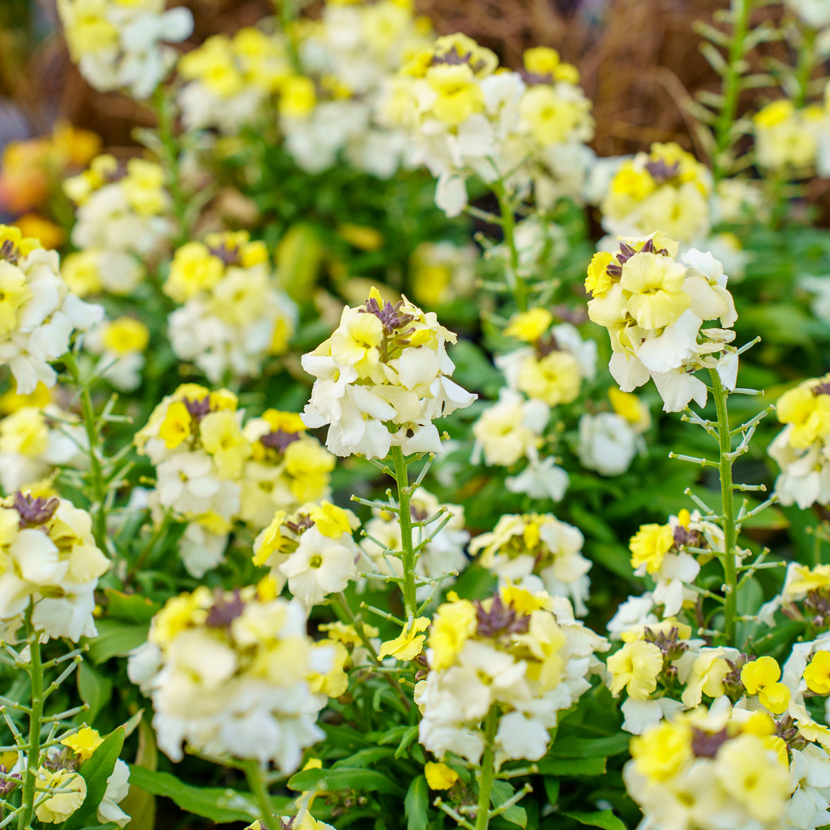 Wallflower – Plant Detectives