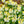 Load image into Gallery viewer, Wallflower