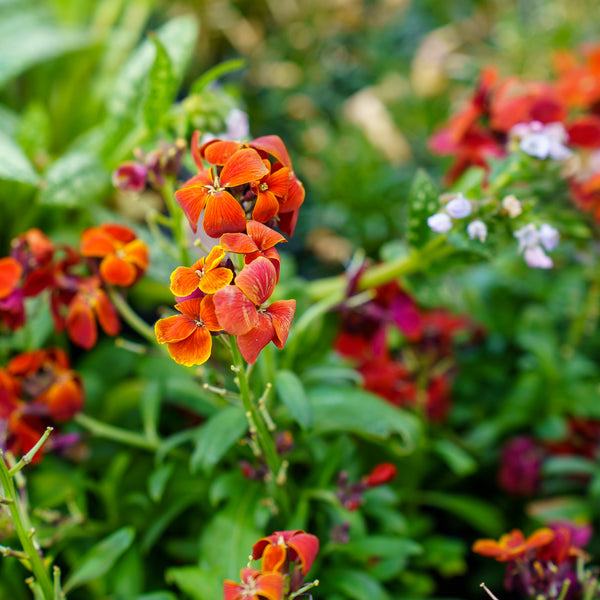 Wallflower