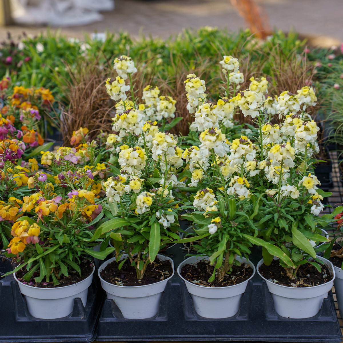 planting wallflowers in pots Wallflower – Plant Detectives
