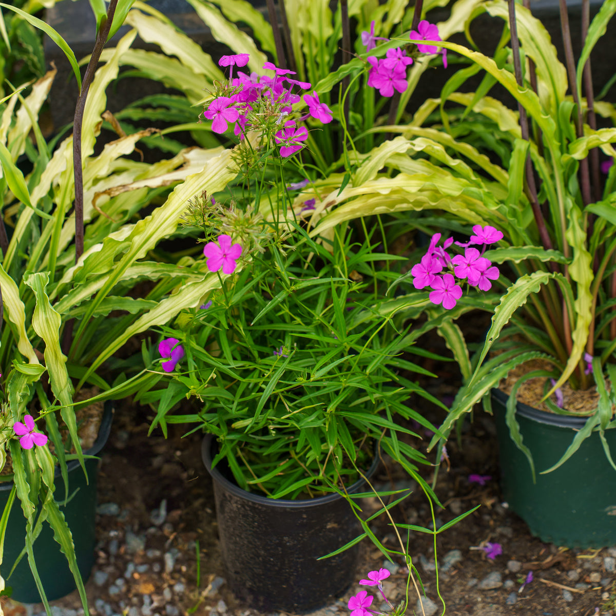 Wanda Hybrid Phlox – Plant Detectives