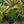 Load image into Gallery viewer, Wanda Hybrid Phlox