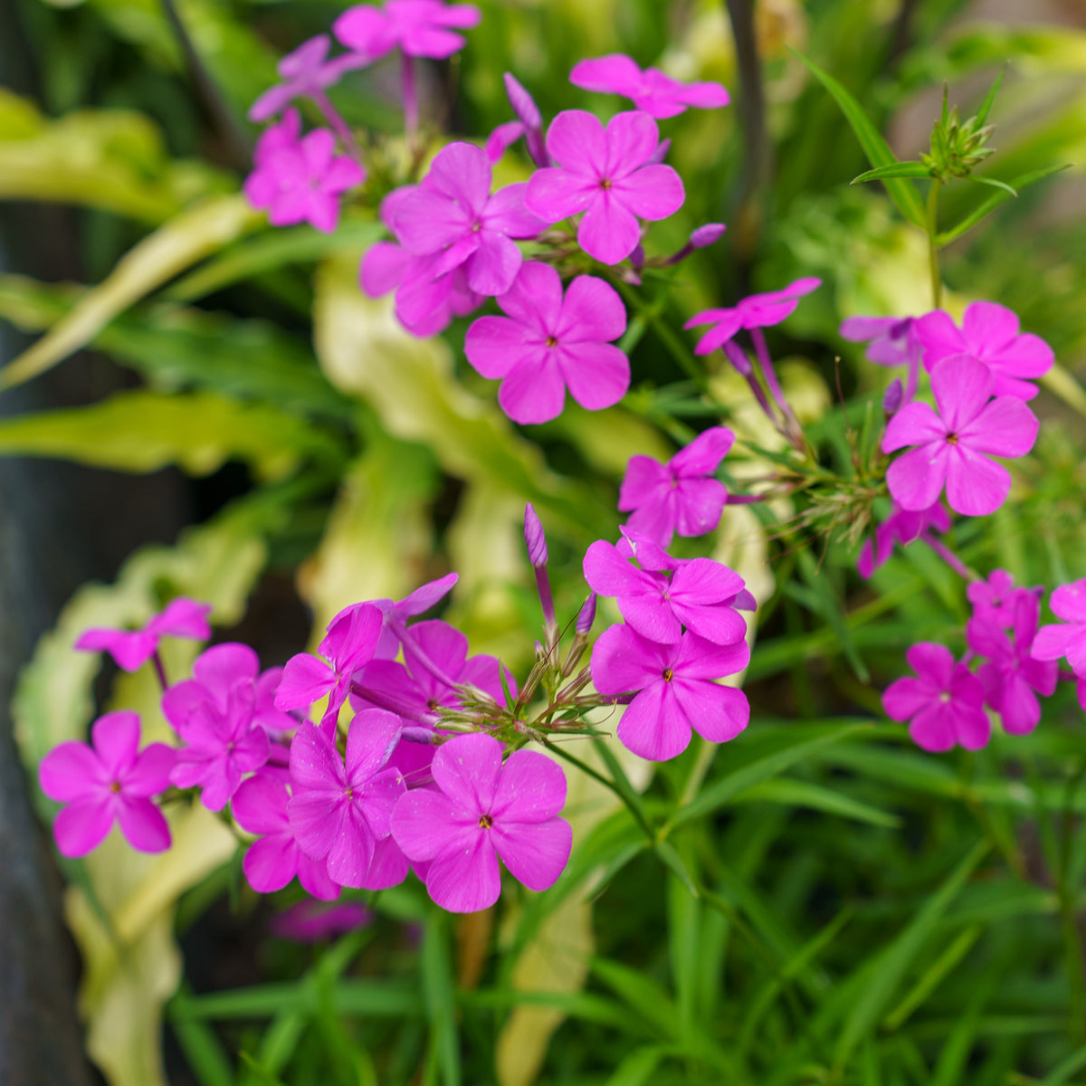 Wanda Hybrid Phlox – Plant Detectives