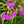 Load image into Gallery viewer, Wanda Hybrid Phlox