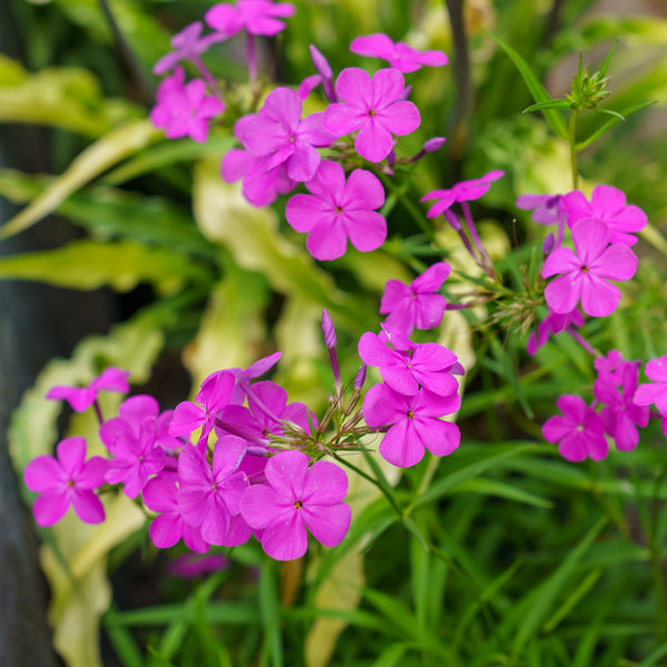 Wanda Hybrid Phlox