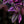 Load image into Gallery viewer, Wandering Jew