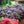 Load image into Gallery viewer, Wandering Jew