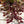 Load image into Gallery viewer, Wandering Jew