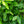 Load image into Gallery viewer, Washington Navel Orange