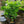 Load image into Gallery viewer, Washington Navel Orange
