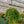 Load image into Gallery viewer, Water Hyssop