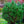 Load image into Gallery viewer, Watereri Scotch Pine