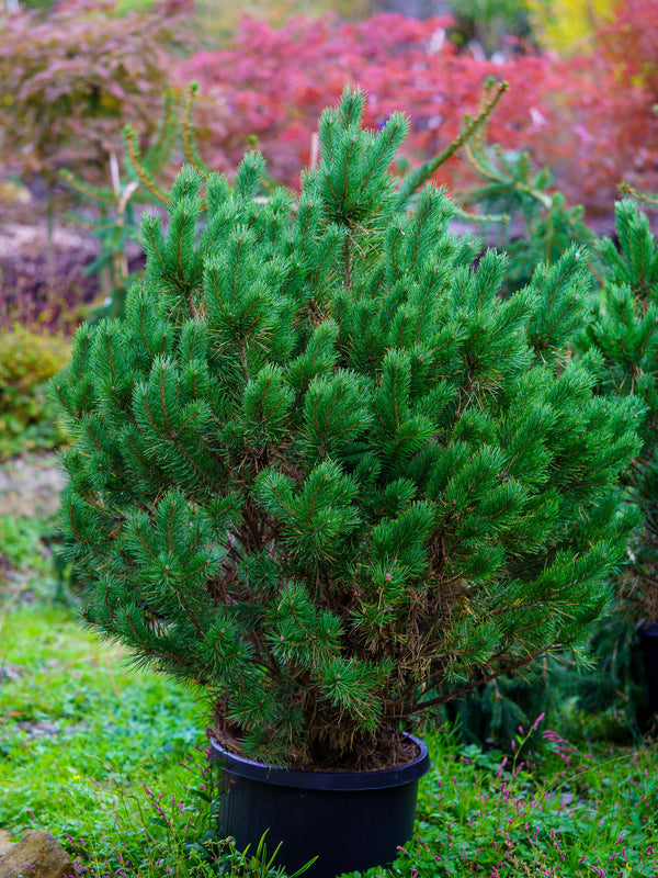 Watereri Scotch Pine