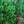 Load image into Gallery viewer, Watereri Scotch Pine