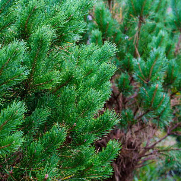 Watereri Scotch Pine