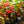 Load image into Gallery viewer, Wax Begonia