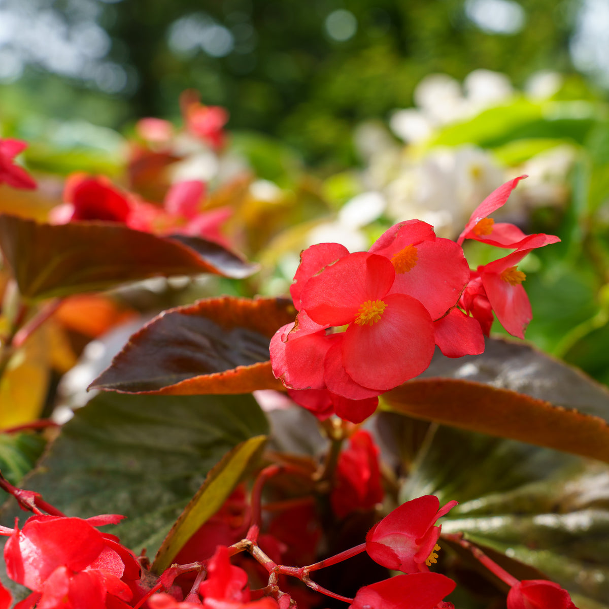 Wax Begonia – Plant Detectives