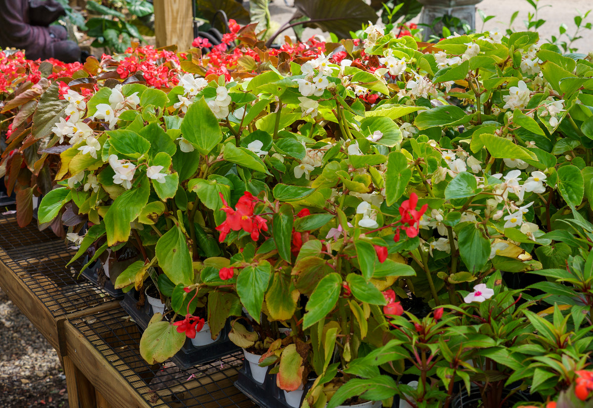 Wax Begonia – Plant Detectives