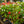 Load image into Gallery viewer, Wax Begonia