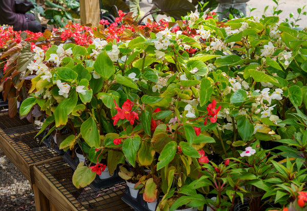 Wax Begonia
