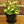 Load image into Gallery viewer, Wax Plant