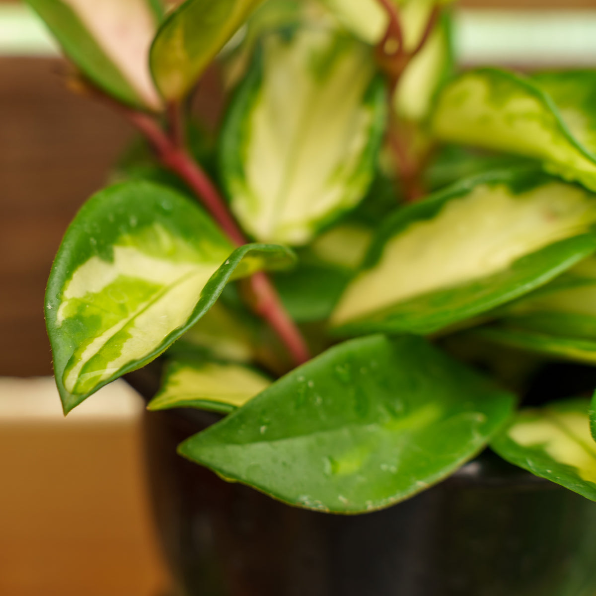 wax house plant Wax Plant – Plant Detectives