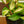 Load image into Gallery viewer, Wax Plant