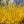 Load image into Gallery viewer, Weekend Forsythia - Forsythia - Shrubs