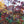 Load image into Gallery viewer, Elizabeth Lustgarten Kousa Dogwood