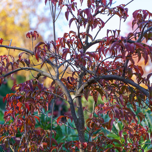 Elizabeth Lustgarten Kousa Dogwood