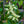 Load image into Gallery viewer, Weeping Chinese Dogwood - Dogwood Tree - Flowering Trees