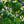 Load image into Gallery viewer, Weeping Chinese Dogwood - Dogwood Tree - Flowering Trees