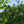Load image into Gallery viewer, Weeping Chinese Dogwood - Dogwood Tree - Flowering Trees