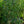 Load image into Gallery viewer, Weeping Chinese Dogwood - Dogwood Tree - Flowering Trees