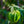Load image into Gallery viewer, Weeping Chinese Dogwood - Dogwood Tree - Flowering Trees