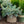 Load image into Gallery viewer, Procumbens Colorado Spruce - Spruce - Conifers