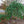 Load image into Gallery viewer, Pendula Eastern White Pine
