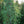 Load image into Gallery viewer, Pendula Eastern White Pine