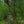 Load image into Gallery viewer, Pendula Eastern White Pine